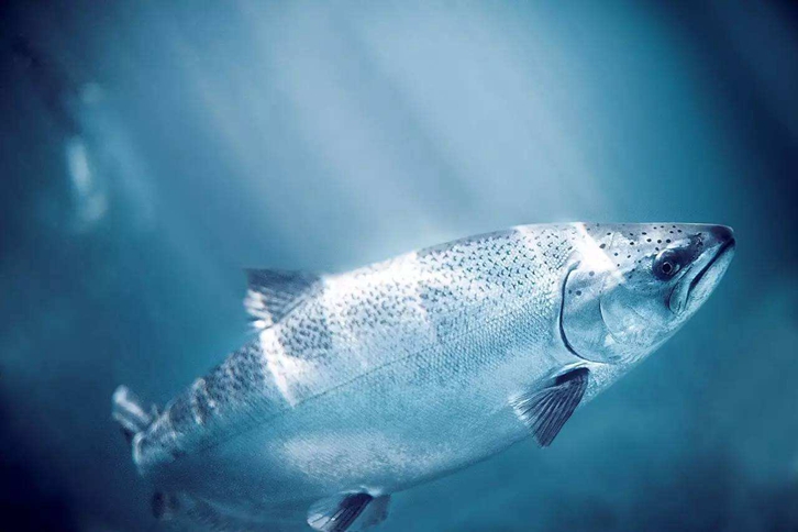 三文魚(yú)進(jìn)口報(bào)關(guān)所需資料