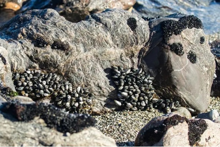 巖石進口清關(guān)