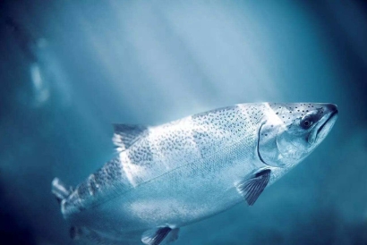 三文魚(yú)進(jìn)口報(bào)關(guān)所需資料_進(jìn)口三文魚(yú)報(bào)關(guān)費(fèi)用