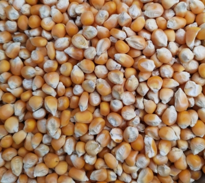 南非干玉米飼料進口報關(guān)是否要進口配額及注意事項