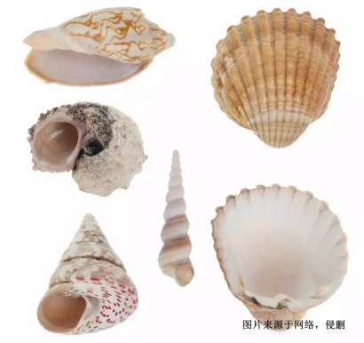 印尼日月貝貝殼進口報關(guān)流程到廣州黃埔普貨案例