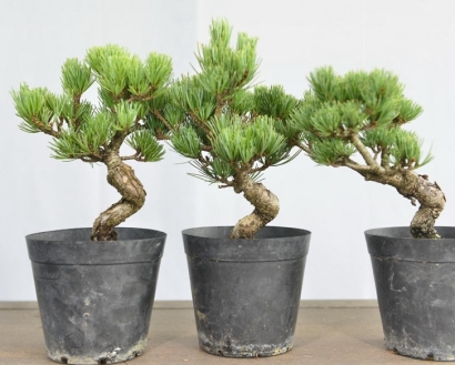 進口日本盆栽植物報關(guān)流程_活體植物進口通關(guān)手續(xù)