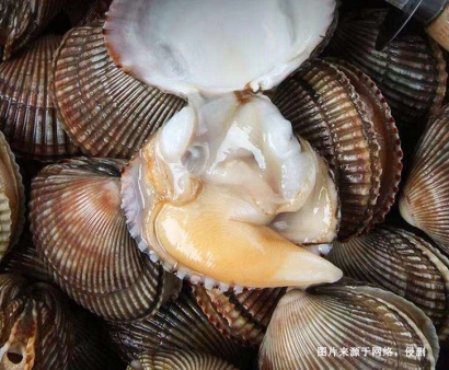 菲律賓扇貝進(jìn)口報(bào)關(guān)資料8樣-19年水產(chǎn)品AEO報(bào)關(guān)行