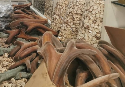 動物源性中藥材新西蘭鹿角進(jìn)口報關(guān)流程手續(xù)及關(guān)稅