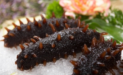 法國冰鮮海參進(jìn)口報關(guān)公司:進(jìn)口水產(chǎn)品報關(guān)流程