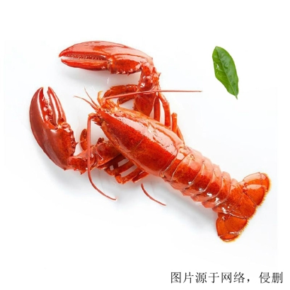 龍蝦進口怎么清關(guān)？加拿大龍蝦進口報關(guān)的流程單證