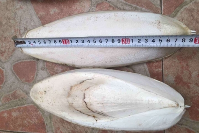 工業(yè)用墨魚骨代理報(bào)關(guān)進(jìn)口小知識，快來看一下