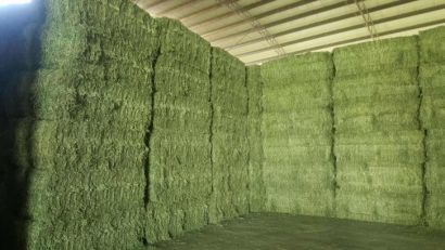 青島進(jìn)口苜蓿草清關(guān)流程？苜蓿草進(jìn)口準(zhǔn)入國家