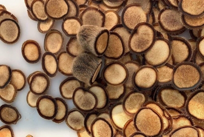 進(jìn)口澳大利亞鹿茸報關(guān)資料_中藥材進(jìn)口清關(guān)流程