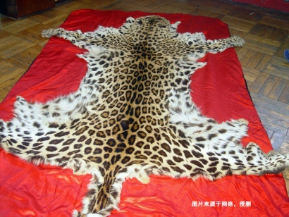 青島動物標(biāo)本進(jìn)口報(bào)關(guān)資料9樣_豹皮動物標(biāo)本通關(guān)