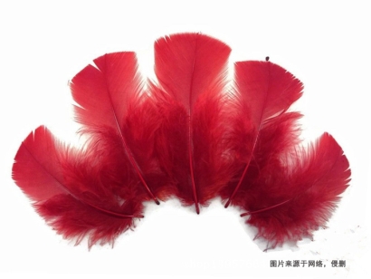 泰國進口火雞毛報關流程_鴨毛、鴕鳥毛進口關稅