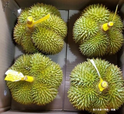 深圳機場進口泰國榴蓮報關資料-曼谷空運門到門