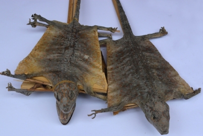 泰國(guó)蛤蚧代理進(jìn)口清關(guān)你了解這些流程了嗎