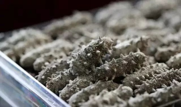 1638263478457227.jpg 進口干海參報關必看指南_進口干海參資質(zhì)_副本.jpg