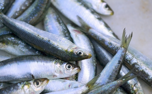 進(jìn)口沙丁魚(yú)報(bào)關(guān)代理所需資料以及進(jìn)口商所需資質(zhì) 進(jìn)口沙丁魚(yú)報(bào)關(guān)代理