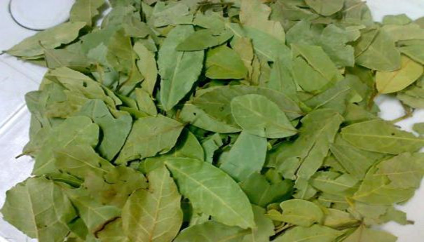 香葉進(jìn)口報關(guān)注意事項有哪些? 香葉進(jìn)口報關(guān)