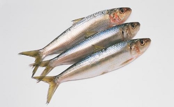 進(jìn)口沙丁魚(yú)報(bào)關(guān)代理所需資料以及進(jìn)口商所需資質(zhì) 進(jìn)口沙丁魚(yú)報(bào)關(guān)代理