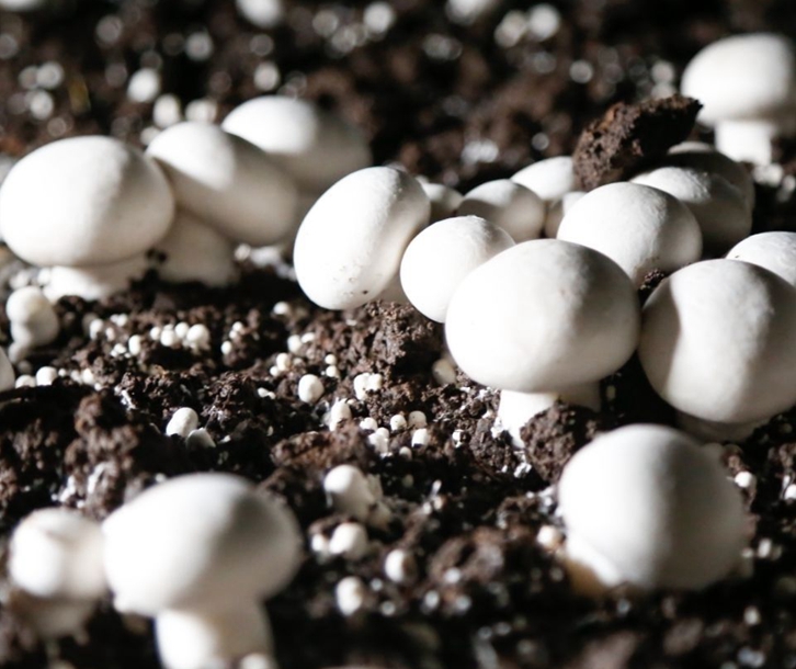 德國菌種進口報關資料 德國菌種進口報關資料