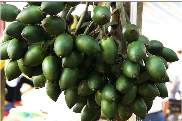 1628852368425413.jpg 進口檳榔果報關(guān)代理