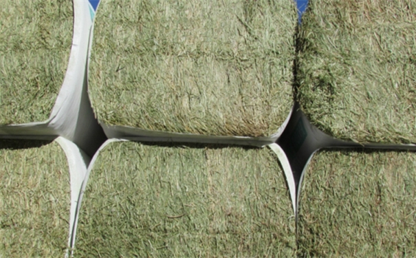 1603935580579307.jpg 苜蓿草進口報關(guān).jpg