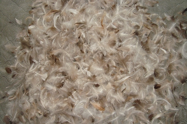 1639623341873747.jpg 越南鴨毛進口報關沒有你想象得那么復雜_副本.jpg