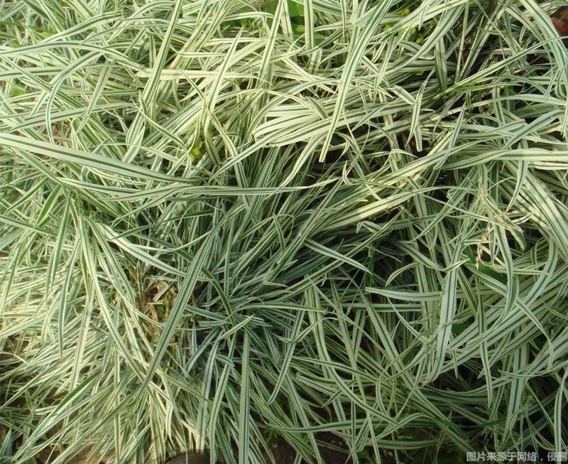 1670578196102662.jpg 進(jìn)口澳大利亞燕麥草報(bào)關(guān)_副本.jpg